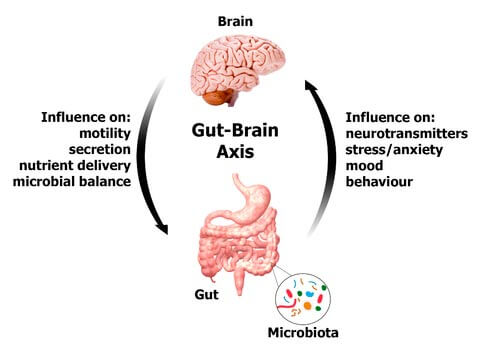 Gut-Brain_Axis