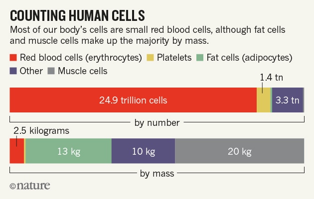 Human Cells