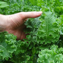 Eating Kale for Optimal Health, Strength and Power!