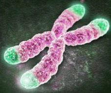 Telomeres