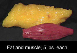 fat-v-muscle