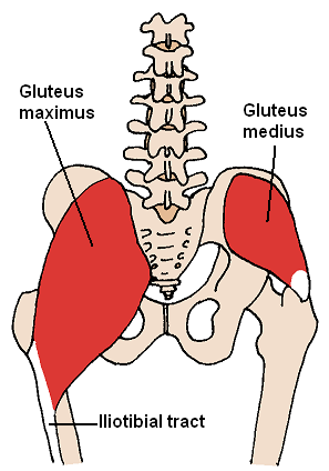 Gluteus-Medius