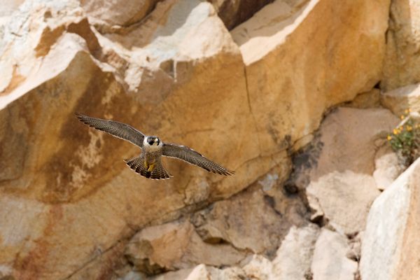 Peregrine_Falcon_in_flight-sm