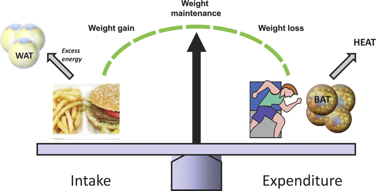 The Hidden Fat That Helps Wipe Out Your Belly Fat | Dr. Lori Shemek